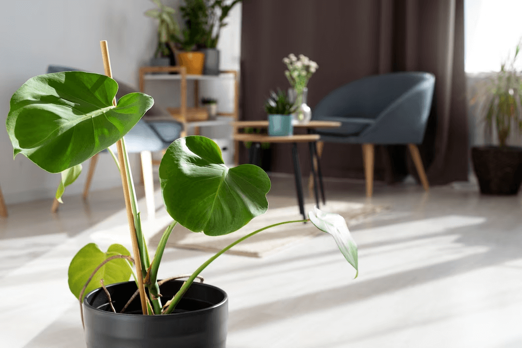 Best Air Purifying Indoor Plants for Beginners: