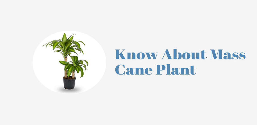 Know About Mass Cane Plant