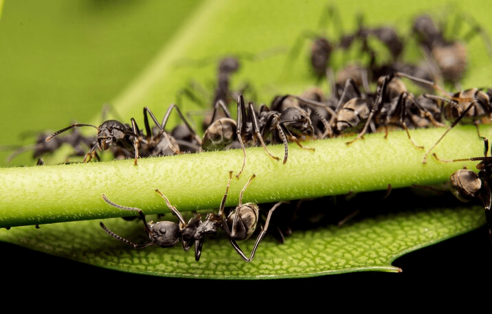 Common Garden Pests: How to Identify and Control Them