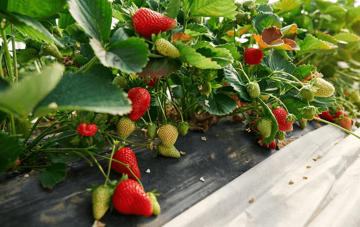 30+ Fruits to Grow on Rooftop