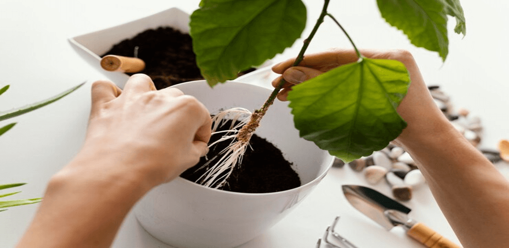 How to Start Seeds Indoors Without Grow Lights