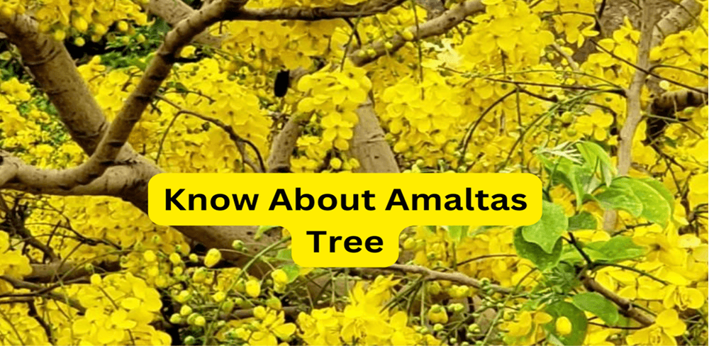 What You Need to Know About Amaltas Tree
