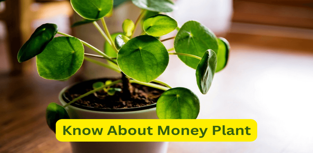 Know About Money Plant