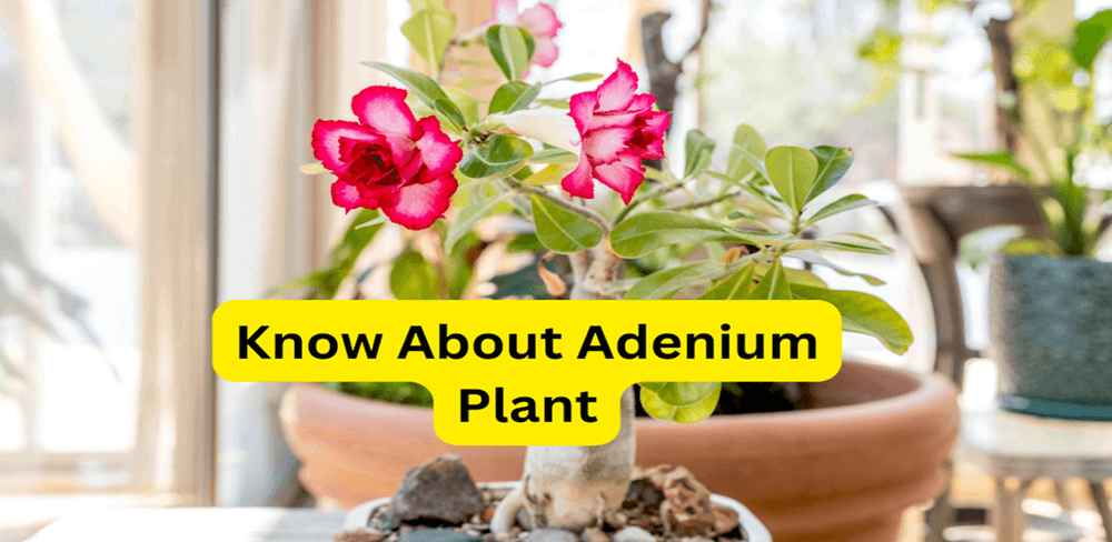 What You Need to Know About Adenium Plant