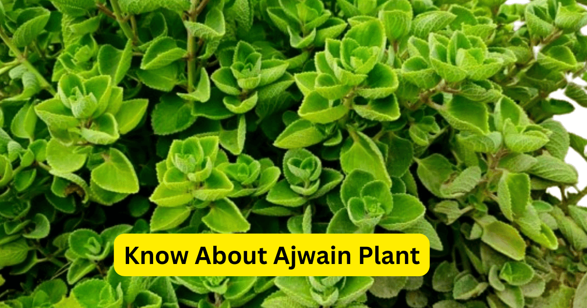 Know About Ajwain Plant